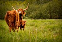 Schottischer Highlander mit jungen