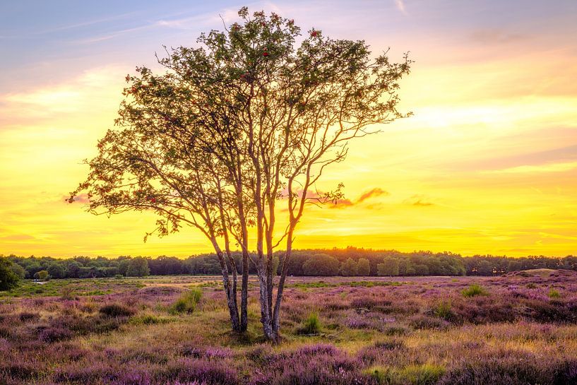 Einsamer Baum auf der Heide in Hilversum, Niederlande von Bart Ros