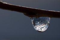 Goutte de rosée congelée I