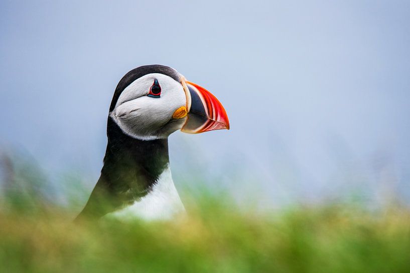 details of a puffin by Manon Verijdt