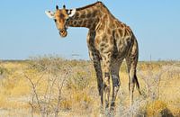 Giraffe in Namibië, Afrika