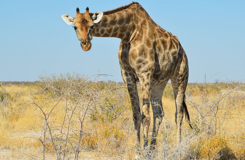 Giraffe in Namibië, Afrika par E. Blaauwwiekel