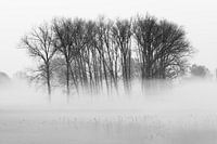 Porträt von Bäumen bei einem nebligen Sonnenaufgang