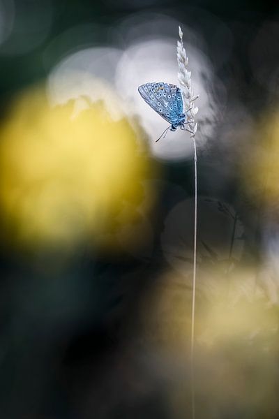 While it lasts by Bob Daalder