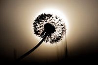 Silhouette einer Pusteblume