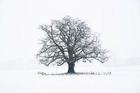 Die Wintereiche Achterhoek