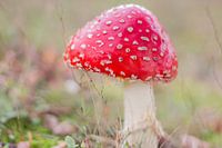 rouge à points blancs