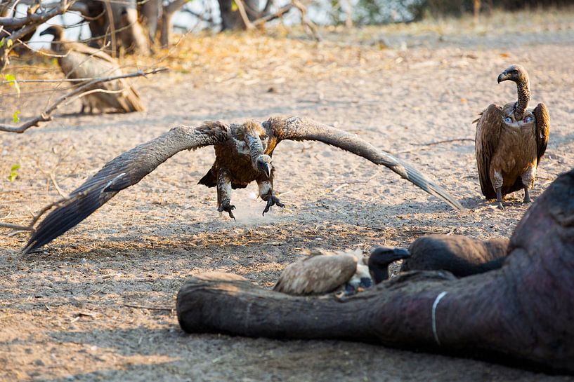 Vliegende Gier op weg naar lunch by Dexter Reijsmeijer