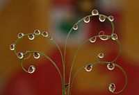 "Garuda Pancasila" in Tauwetter