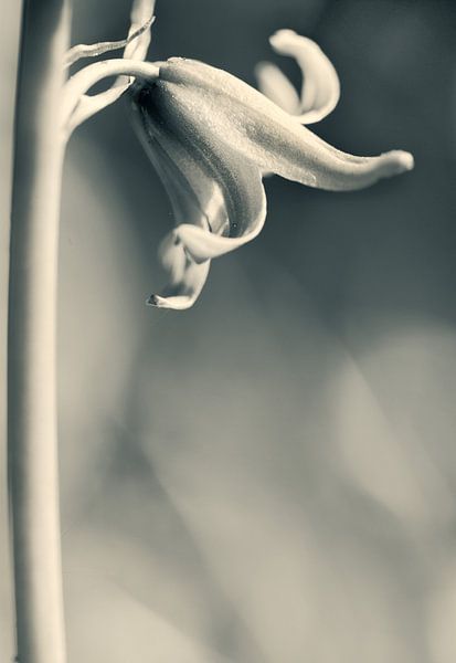 Boshyacint par Klaartje Huijben