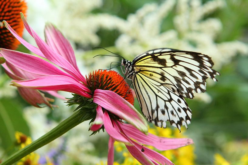 Vlinder heerlijk aan het genieten par Arnold van der Horst