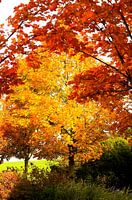 schöne Herbstbäume