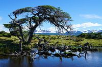 Arbre à enroulement