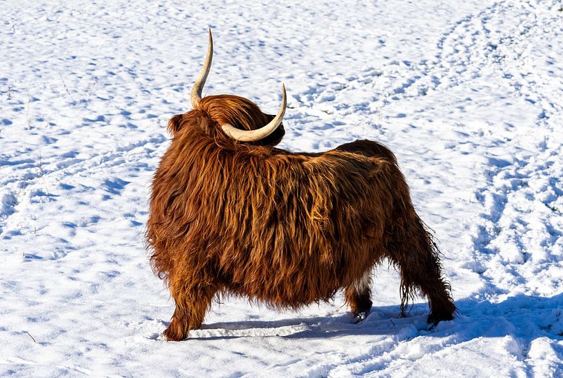 Hochlandkuh in verschneiter Winterlandschaft von Animaflora PicsStock