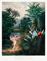 Cupidon inspirant l'amour aux plantes, extrait de The Temple of Flora (1807) de Robert John Thornton