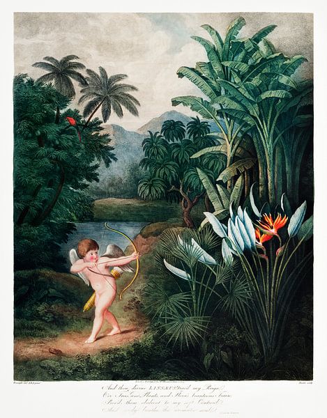 Cupid Inspiring plants with love from The Temple of Flora (1807) by Robert John Thornton. by Frank Zuidam