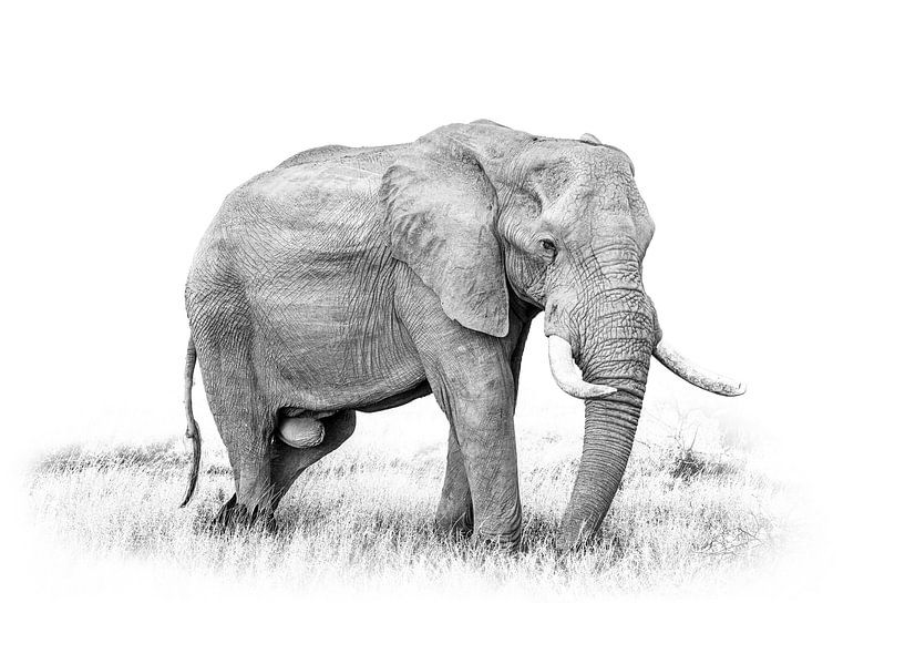 Elephant Wall Art In Black And White by Diana van Tankeren