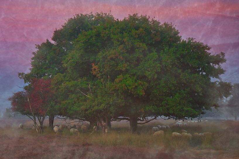 Moutons au pâturage sous un arbre par Miny'S