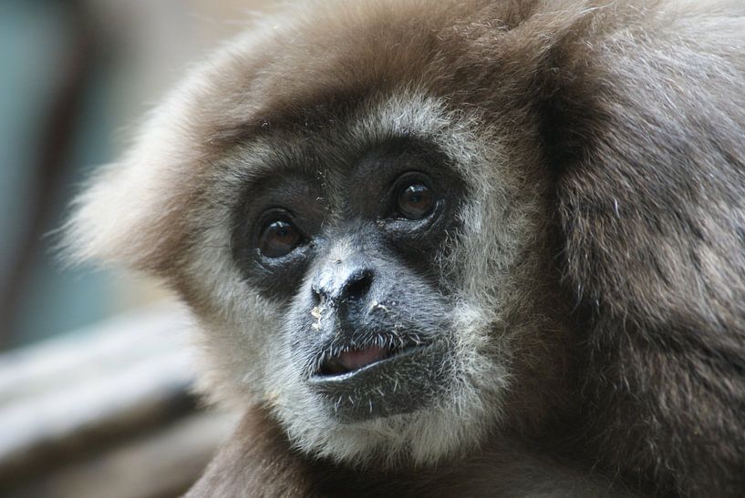 Withandgibbon diergaarde Blijdorp by Ronald en Bart van Berkel