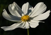 Cosmea Cosmos