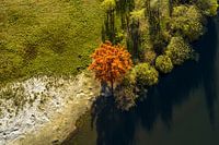 Roter Baum von oben gesehen