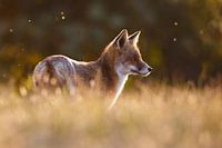 red fox in beautiful light