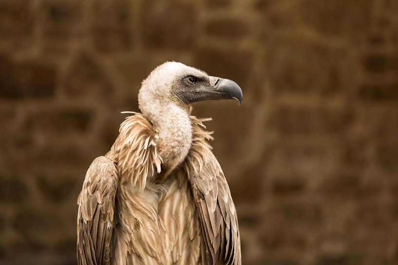 Gänsegeier von Carine Belzon