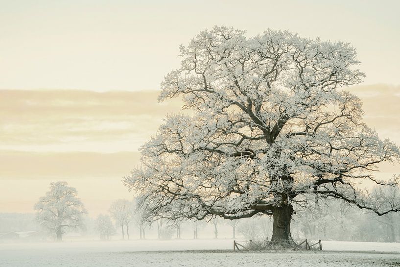 Wintereiche im Reifkleid von Lars van de Goor