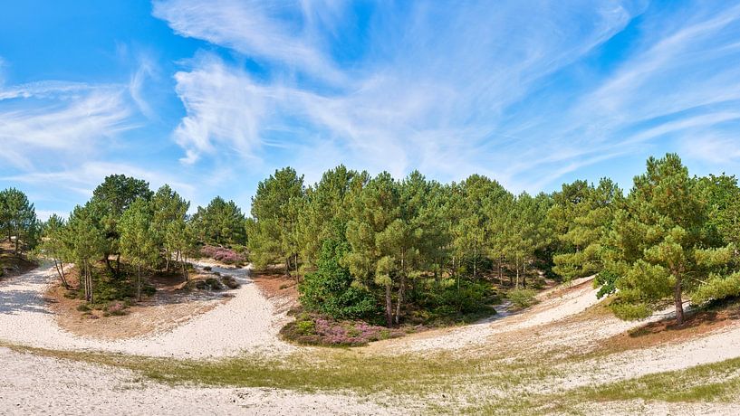 Düne in den Schoorl-Dünen in Nordholland von eric van der eijk