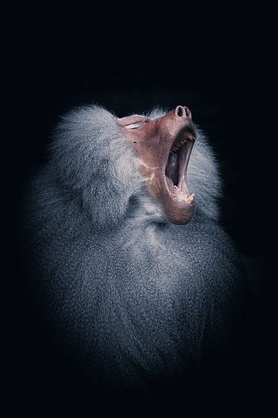 Gaffender Pavian von Angelique Morees