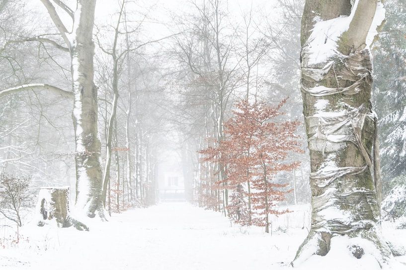 Fairy tale winter world by Cocky Anderson