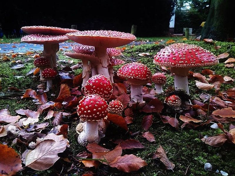 Mushrooms by Sanne Compeer