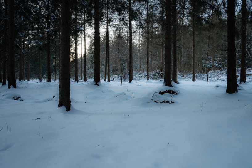 Forest in the snow by Tim Vlielander