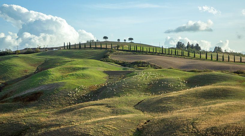 Zypressen und Schafe auf den Hügeln der Toskana , Italien von Discover Dutch Nature