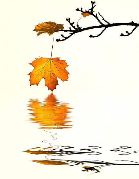 Herfstbladeren von Renate Knapp