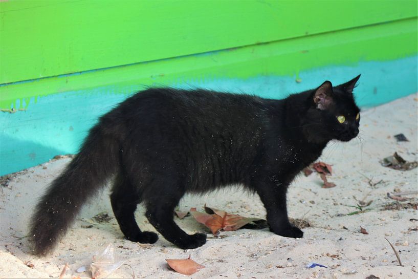 Black cat on Bonaire. by Silvia Weenink