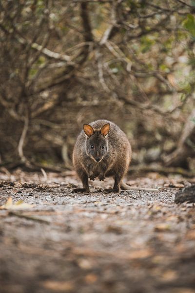 Parc national de Narawntapu : la nature sauvage de la côte de Tasmanie par Ken Tempelers