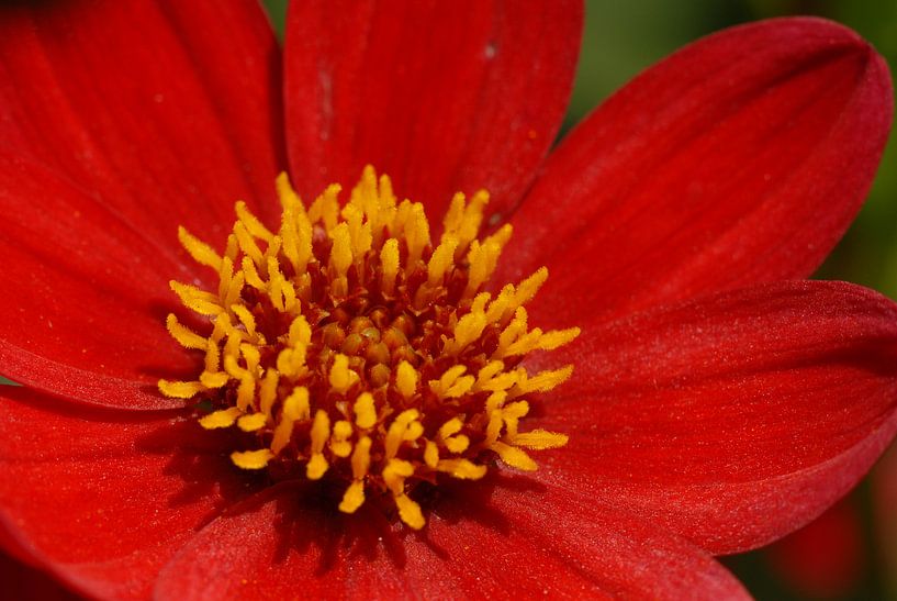 Rode dahlia by Rafael Delaedt