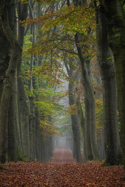 Brume entre les chênes en automne dans la réserve naturelle de Planken Wambuis dans la région de Veluwe par Bram Lubbers