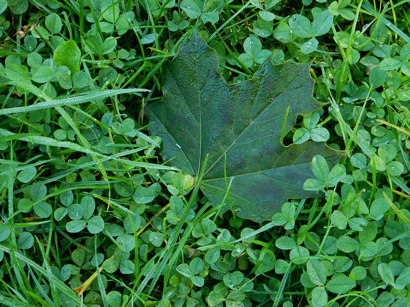 green clover, grass and maple leaf by Joke te Grotenhuis