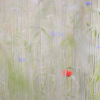 Verscholen veldbloemen - klaproos en korenbloemen