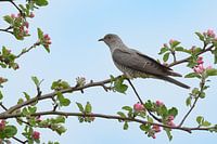 Koekoek tussen de appelbloesem