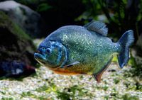 Unterwasseraufnahme von einem Piranha
