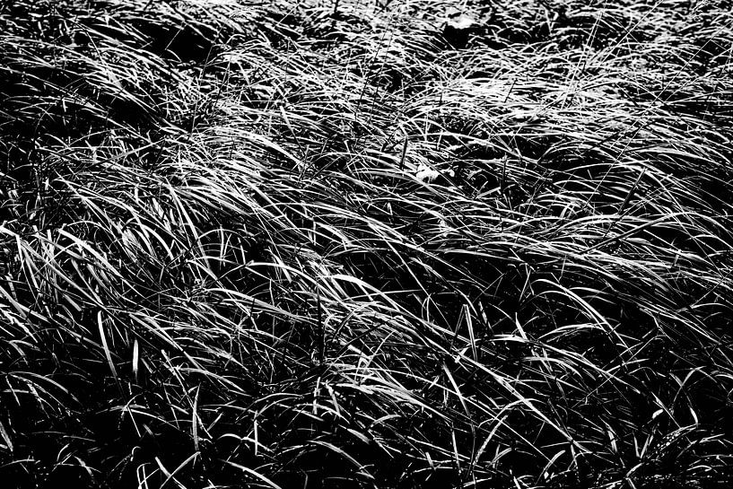 Das Gras wogt, während der Wind weht. von MICHEL WETTSTEIN