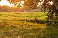Sheep may safely graze