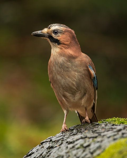 Jay: Die bunte Schönheit des Waldes von Hevonax Photography