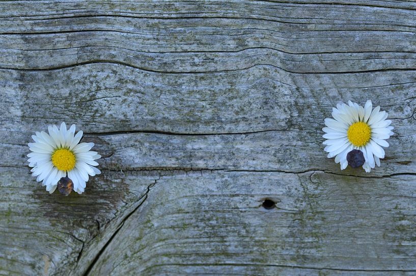 Am Zaun par Zwergls Lichtermeer