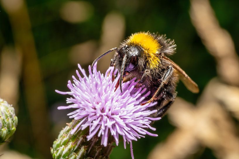 Ein Blick auf eine fleißige Biene von Andreas Völkel