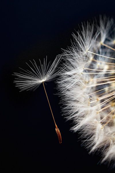 Loslassen, manchmal muss man ....... von Gert Hilbink