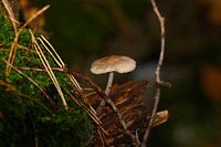 Wall decoration of a Brown Mushroom on a piece of wood